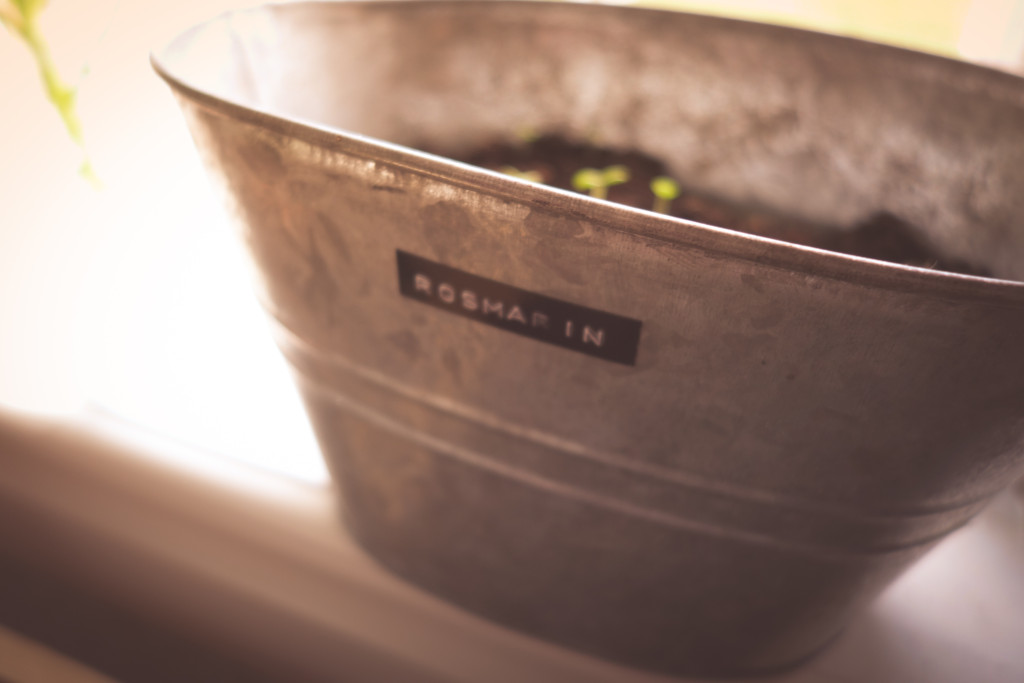 kvarnskogen_april-16