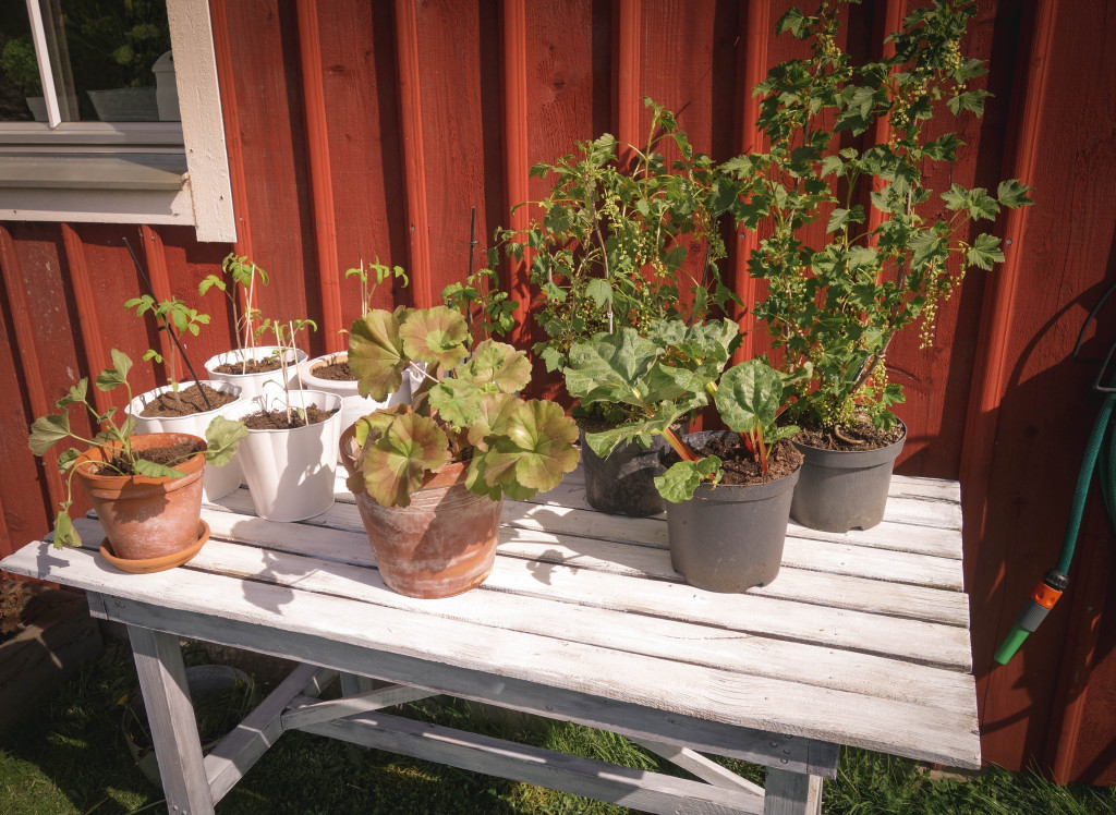 Kvarnskogen_alboga_forsommar-2