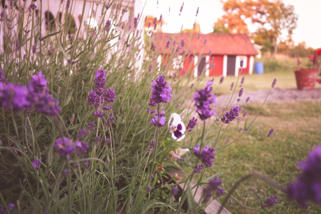 sommartorpet-6
