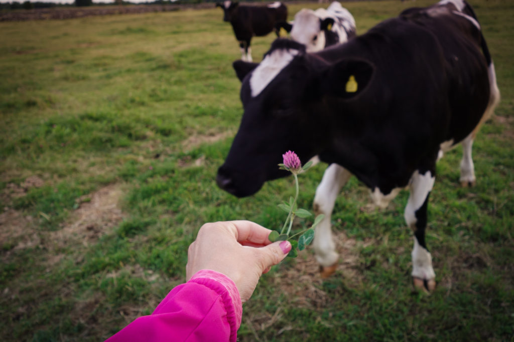 traningskompisar_oland