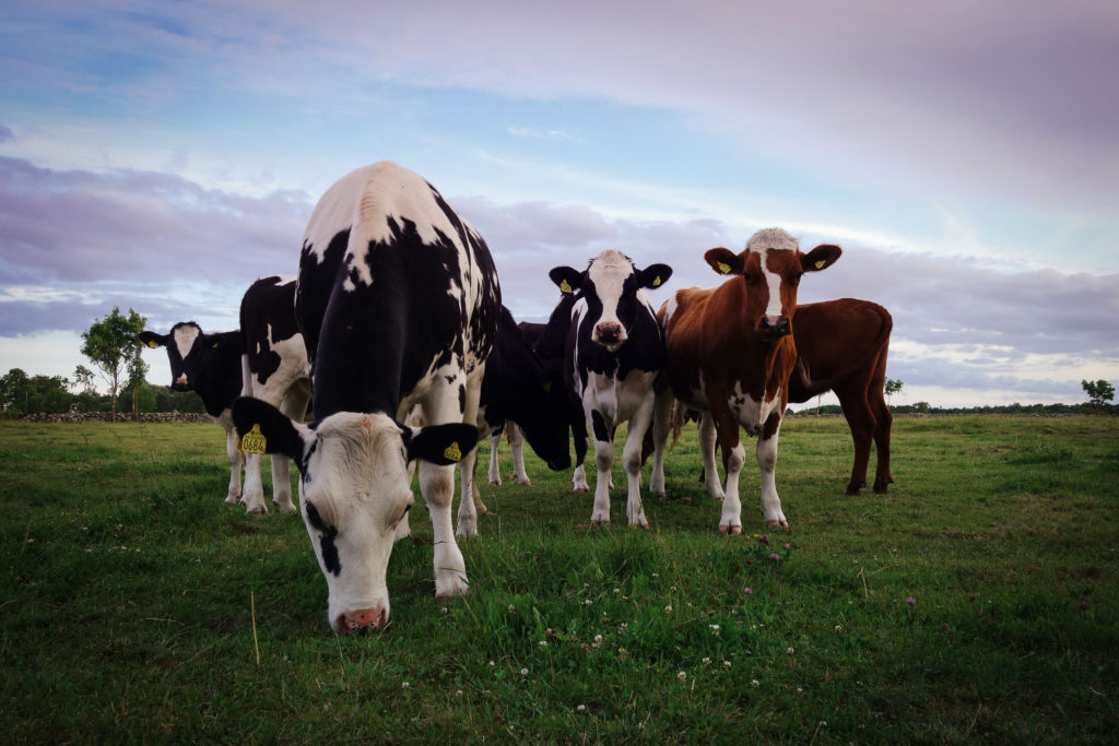 traningskompisar_oland-4