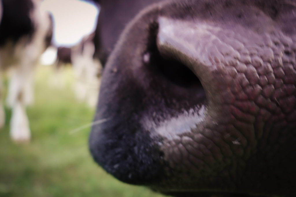 traningskompisar_oland-5