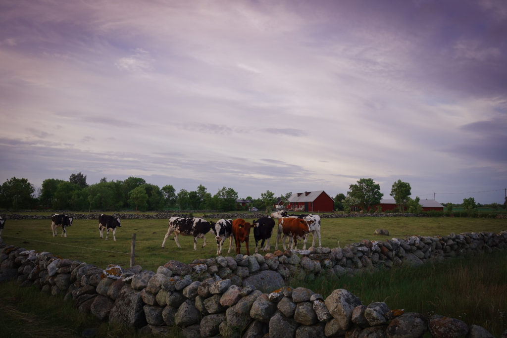 traningskompisar_oland-9