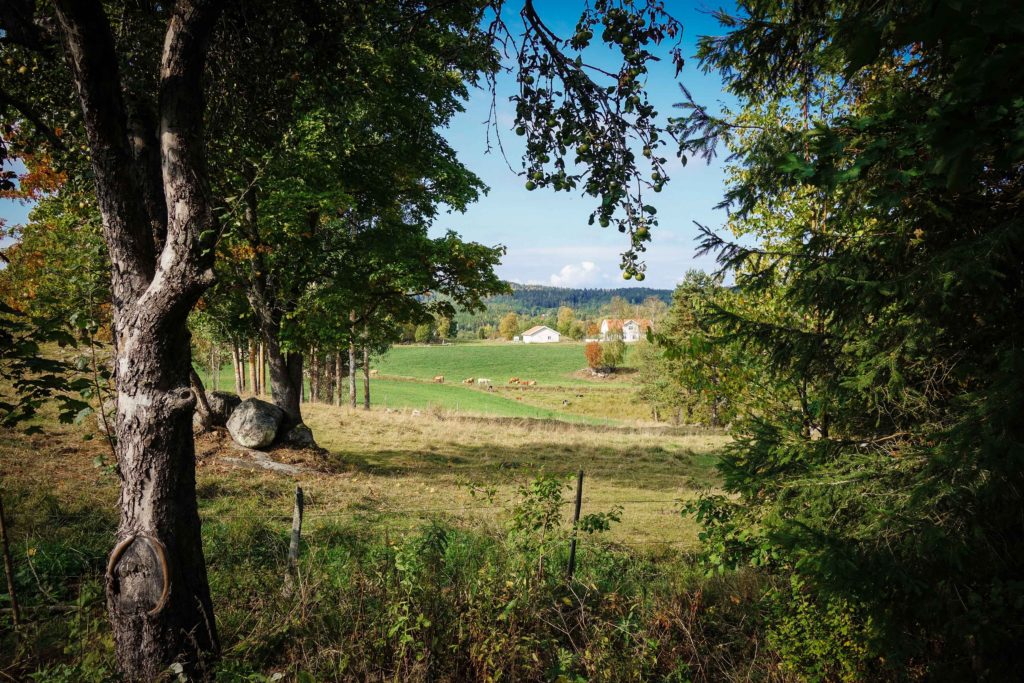 Kvarnskogen_september_2016-10