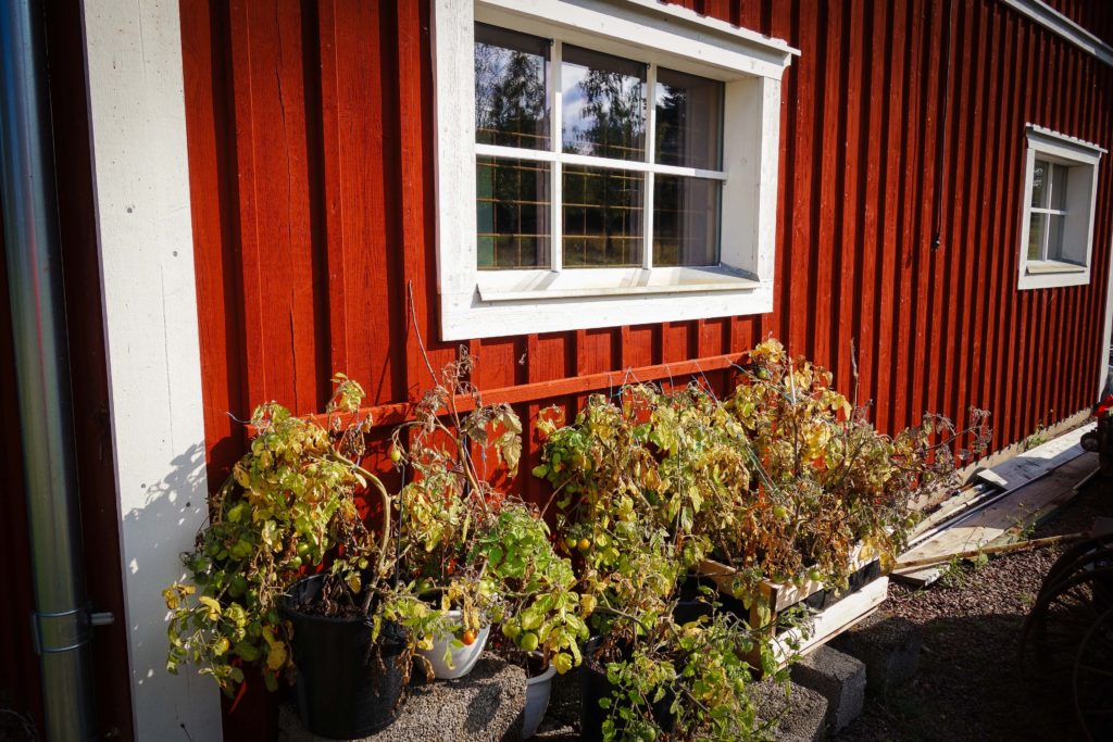 Kvarnskogen_september_2016-15