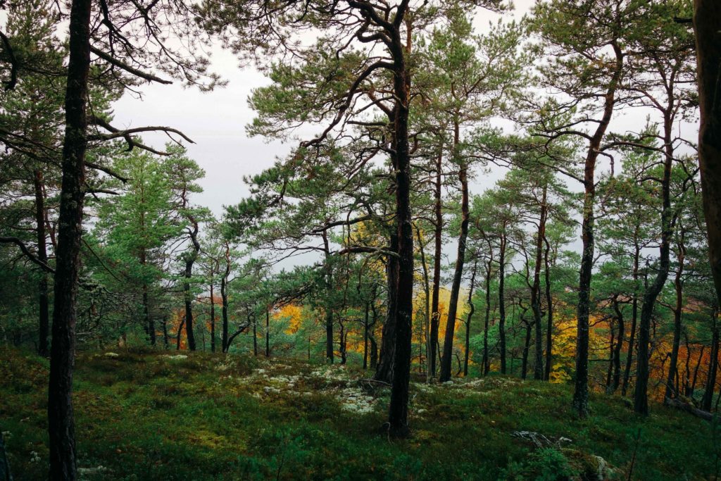 rottle_vastana_rasterna-12