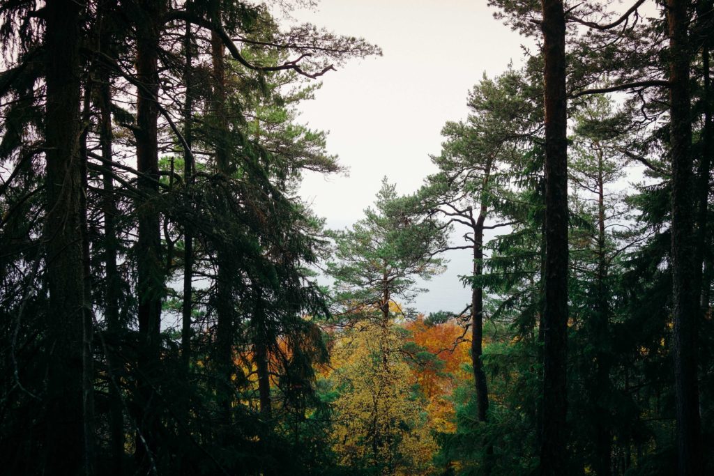 rottle_vastana_rasterna-17