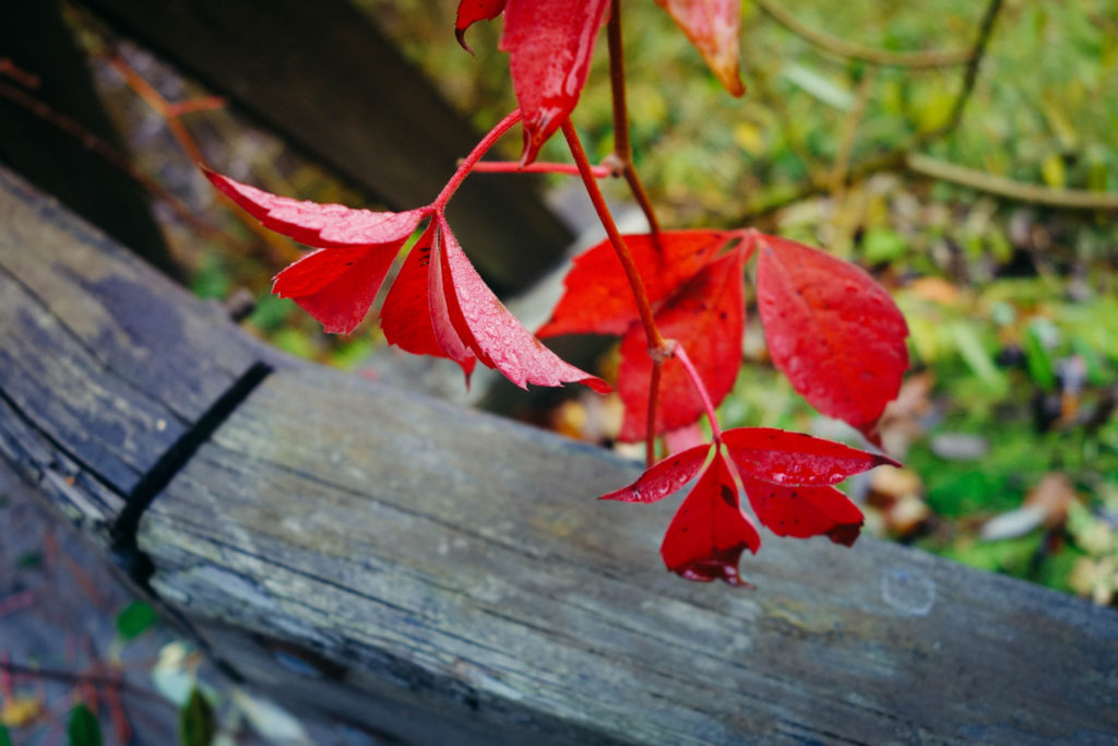 rottle_vastana_rasterna-27