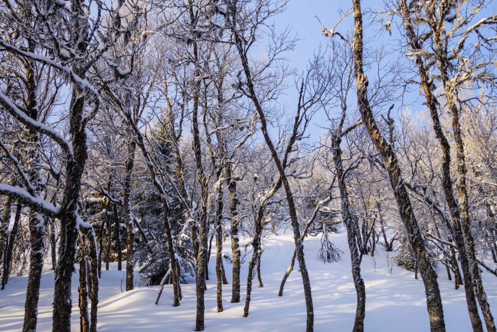 topptur-totthummeln-snoskor-9