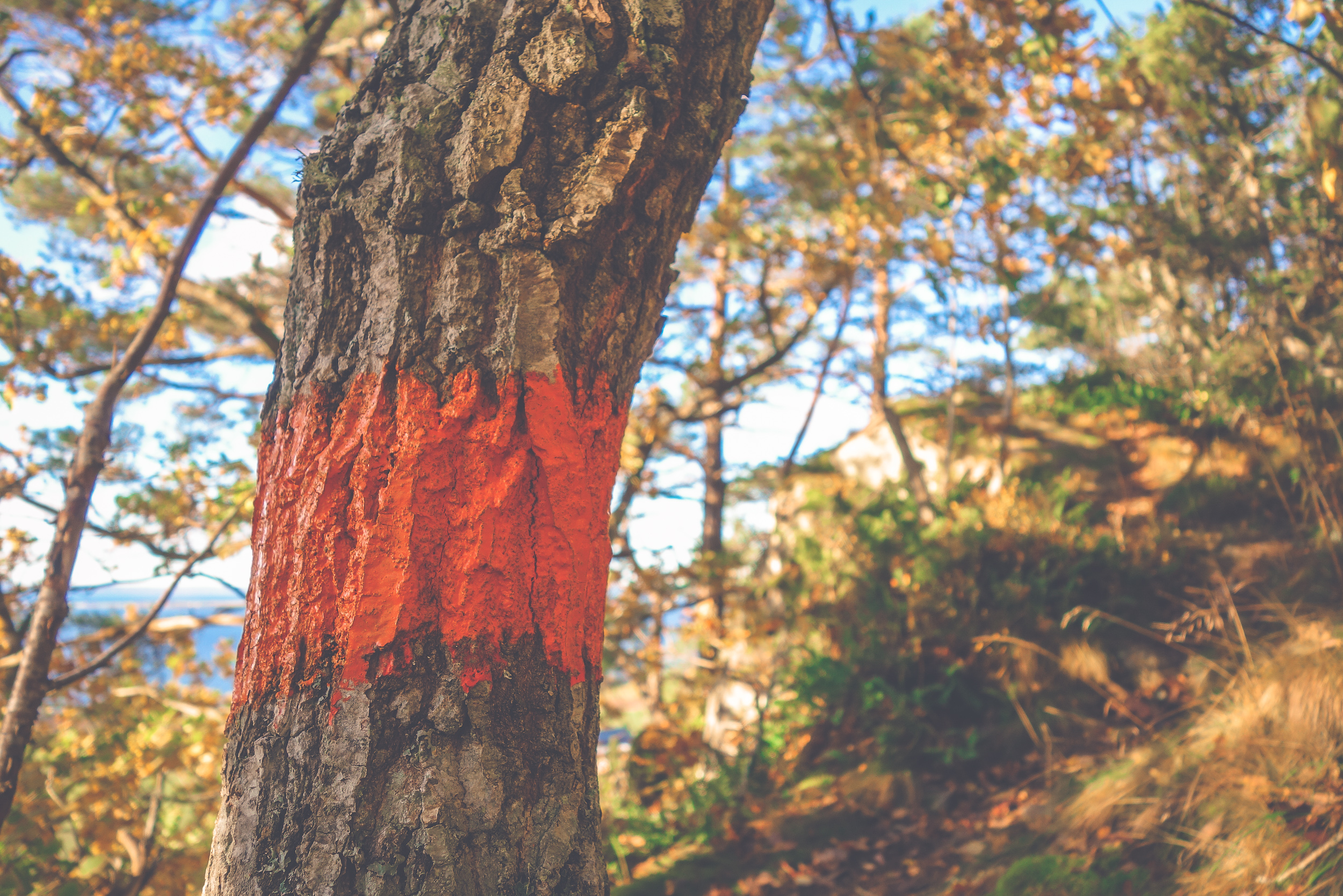 Ledmarkering vandringsled orange